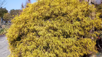 Chamaecyparis pisifera im Garten pflanzen