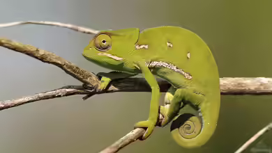 Chamaeleo dilepis im Terrarium halten
