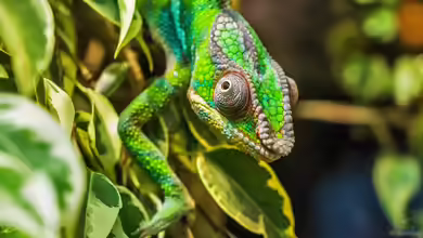 Chamäleonhaltung: Alles, was du über die Pflege dieser faszinierenden Reptilien wissen musst