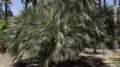 Chamaerops humilis im Garten pflanzen
