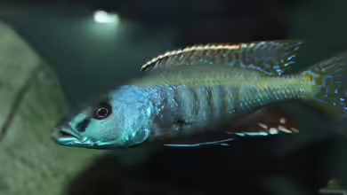 Champsochromis: majestätische Raubcichliden aus dem Malawisee