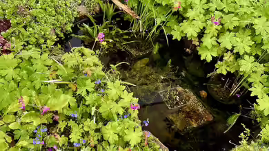 Chanderner Miniteich von Thilo