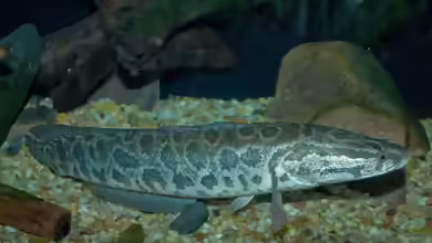 Channa argus im Aquarium halten