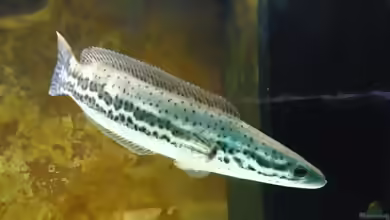 Channa diplogramma im Aquarium halten
