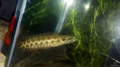 Channa lucius im Aquarium halten