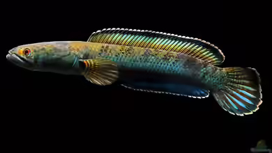Channa pardalis im Aquarium halten