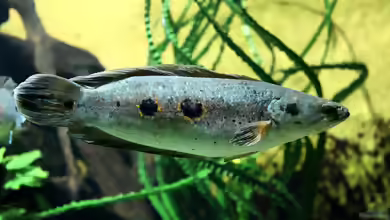 Channa pleurophthalma im Aquarium halten