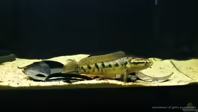 Channa punctata im Aquarium halten
