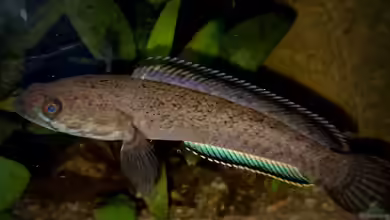 Channa sp. Laos Fireback im Aquarium halten
