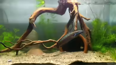 Channa sp. Redfin im Aquarium halten