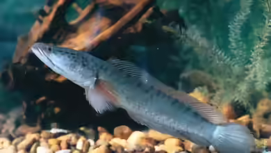 Channa striata im Aquarium halten