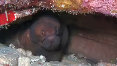 Channomuraena vittata im Aquarium halten
