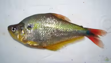 Charax stenopterus im Aquarium halten