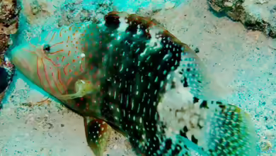 Cheilinus abudjubbe im Aquarium halten