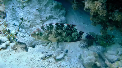 Cheilinus chlorourus im Aquarium halten