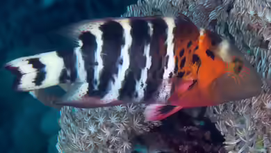 Cheilinus fasciatus im Aquarium halten