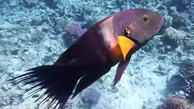 Cheilinus lunulatus im Aquarium halten