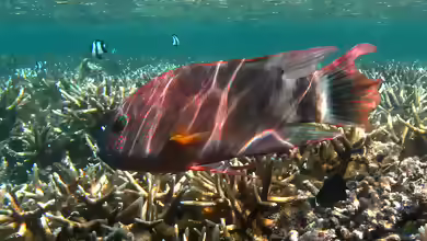 Cheilinus trilobatus im Aquarium halten