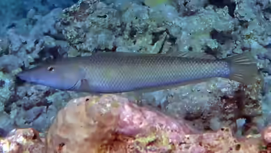 Cheilio inermis im Aquarium halten