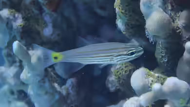 Cheilodipterus artus im Aquarium halten