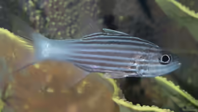 Cheilodipterus intermedius im Aquarium halten