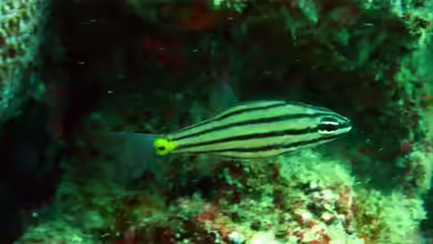 Cheilodipterus isostigmus im Aquarium halten