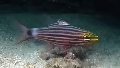 Cheilodipterus macrodon im Aquarium halten