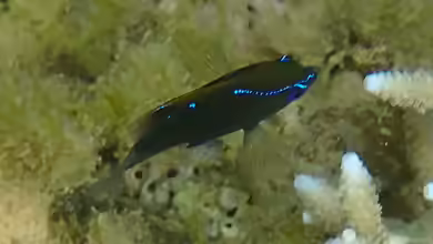 Cheiloprion labiatus im Aquarium halten