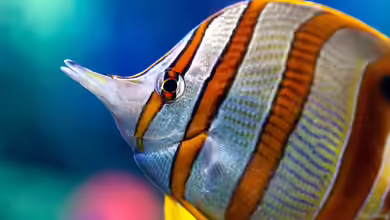 Chelmon rostratus im Aquarium halten