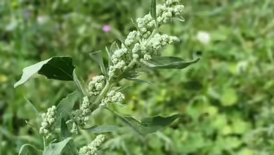 Chenopodium album im Garten pflanzen