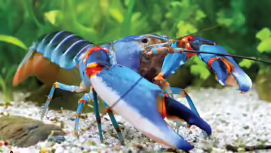 Cherax alyciae im Aquarium halten