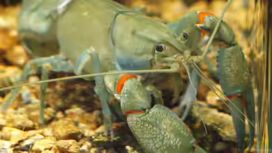 Cherax destructor im Aquarium halten