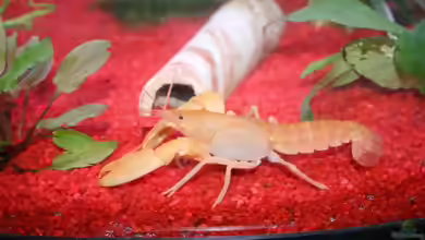 Cherax holthuisi im Aquarium halten