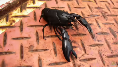 Cherax preissii im Aquarium halten