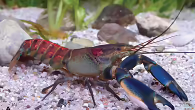 Cherax warsamsonicus im Aquarium halten