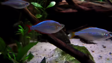 Chilatherina campsi im Aquarium halten