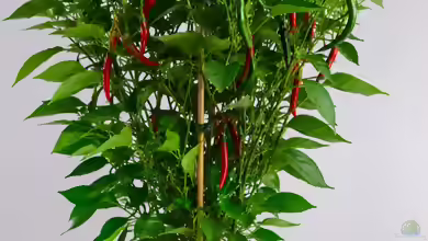 Chili Fiesta ´Pick & Joy´ (Capsicum annuum)