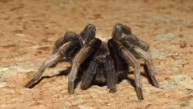 Chilobrachys fimbriatus im Terrarium halten