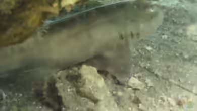 Chiloscyllium griseum im Aquarium halten