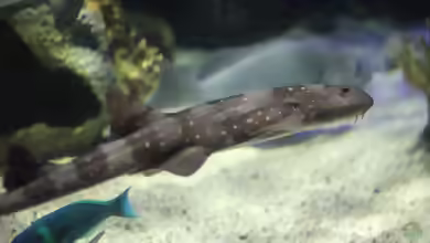Chiloscyllium plagiosum im Aquarium halten