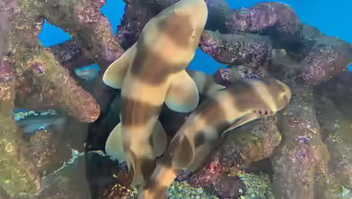 Chiloscyllium punctatum im Aquarium halten