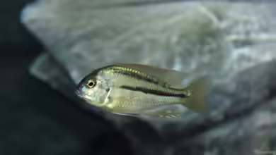 Chilotilapia: großwüchsige Malawi-Buntbarsche mit besonderer Ernährungsweise