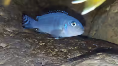 Chindongo: farbenstarke Mbuna aus dem Malawisee