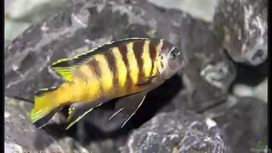 Chindongo elongatus chailosi im Aquarium halten