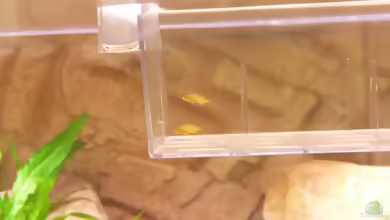 Chindongo heteropictus im Aquarien halten