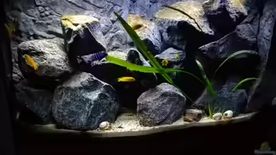 Chindongo Saulosi Artenbecken von SeCo89