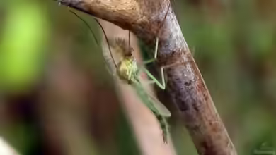 Chironomidae im Gartenteich