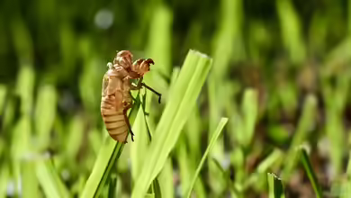 Chitin - Der vielseitige Naturstoff aus dem Tierreich und seine Bedeutung für Ökosysteme