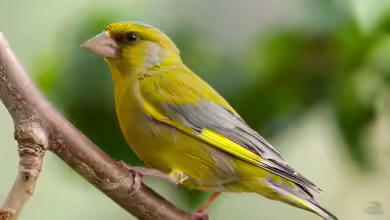 Chloris chloris im Aquarium halten