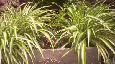 Chlorophytum comosum im Terrarium